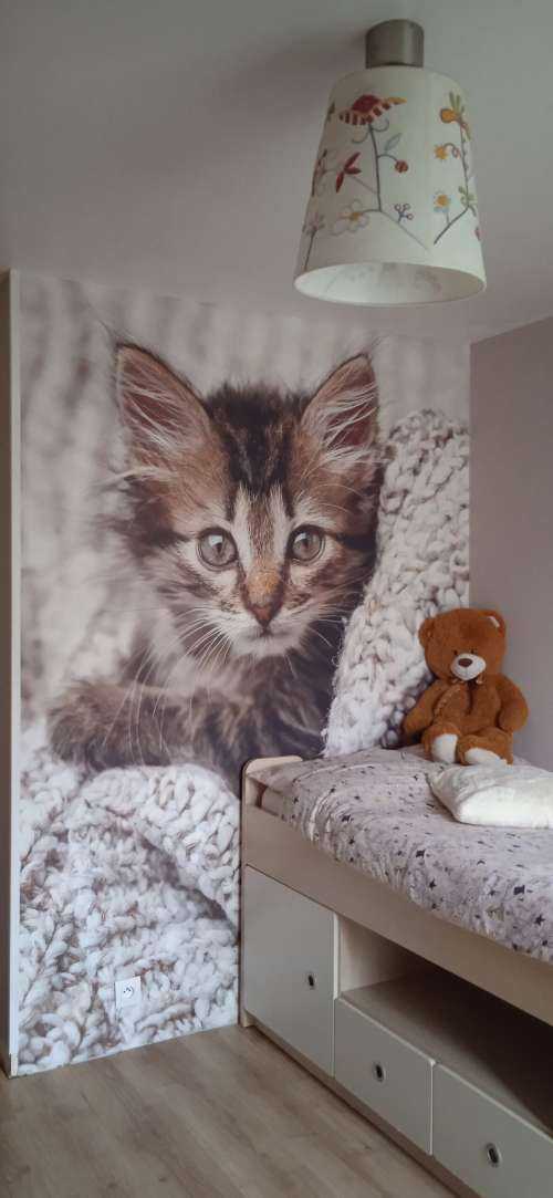 Kitten in a blanket