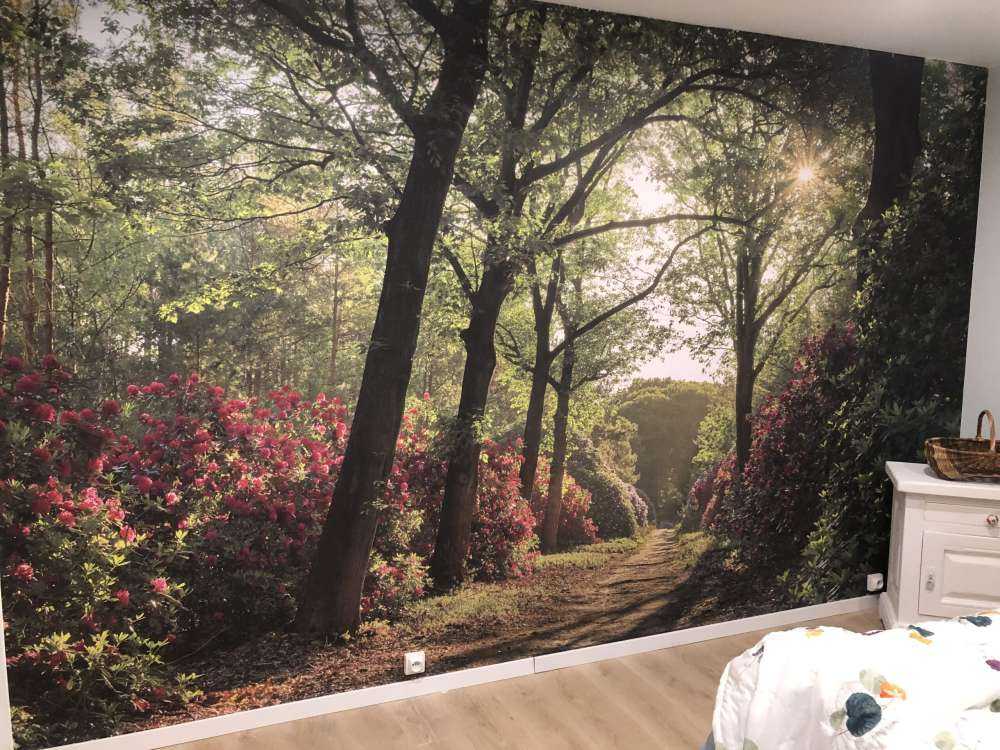 Sunrise at path with rhododendrons