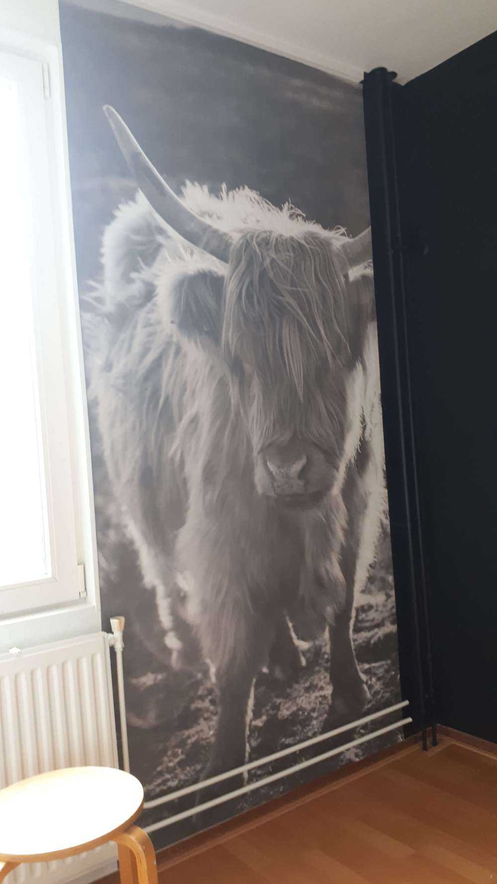 Scottish Highlander in the sun