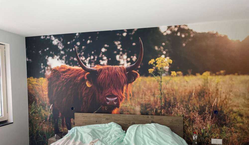 Scottish highlander in the high grass