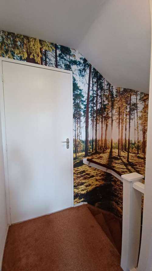 Pine forest