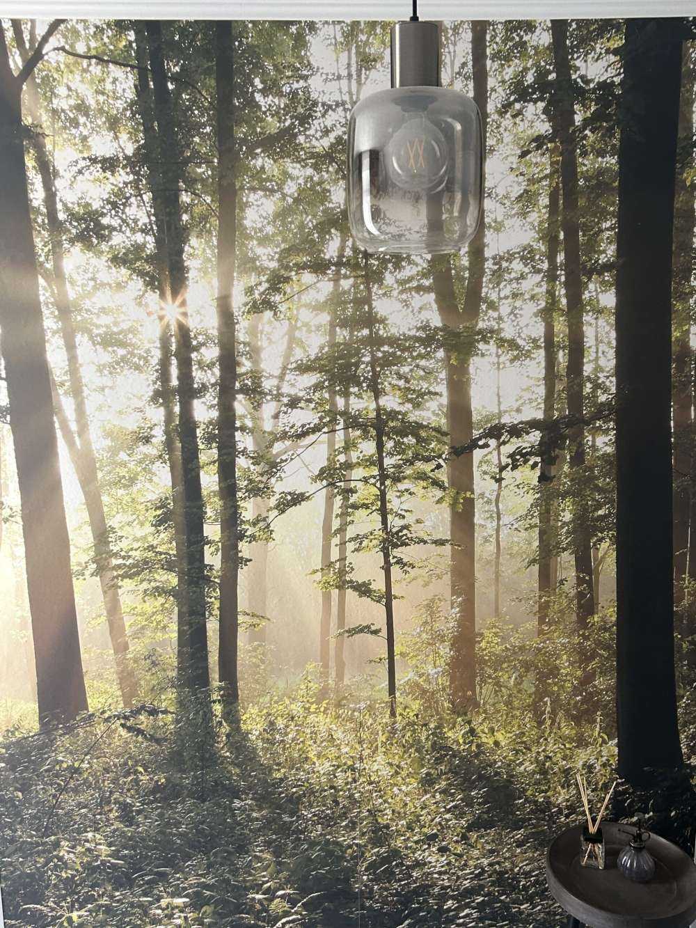 Foggy deciduous forest