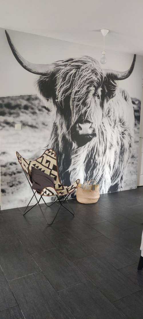 Scottish Highlander in black and white