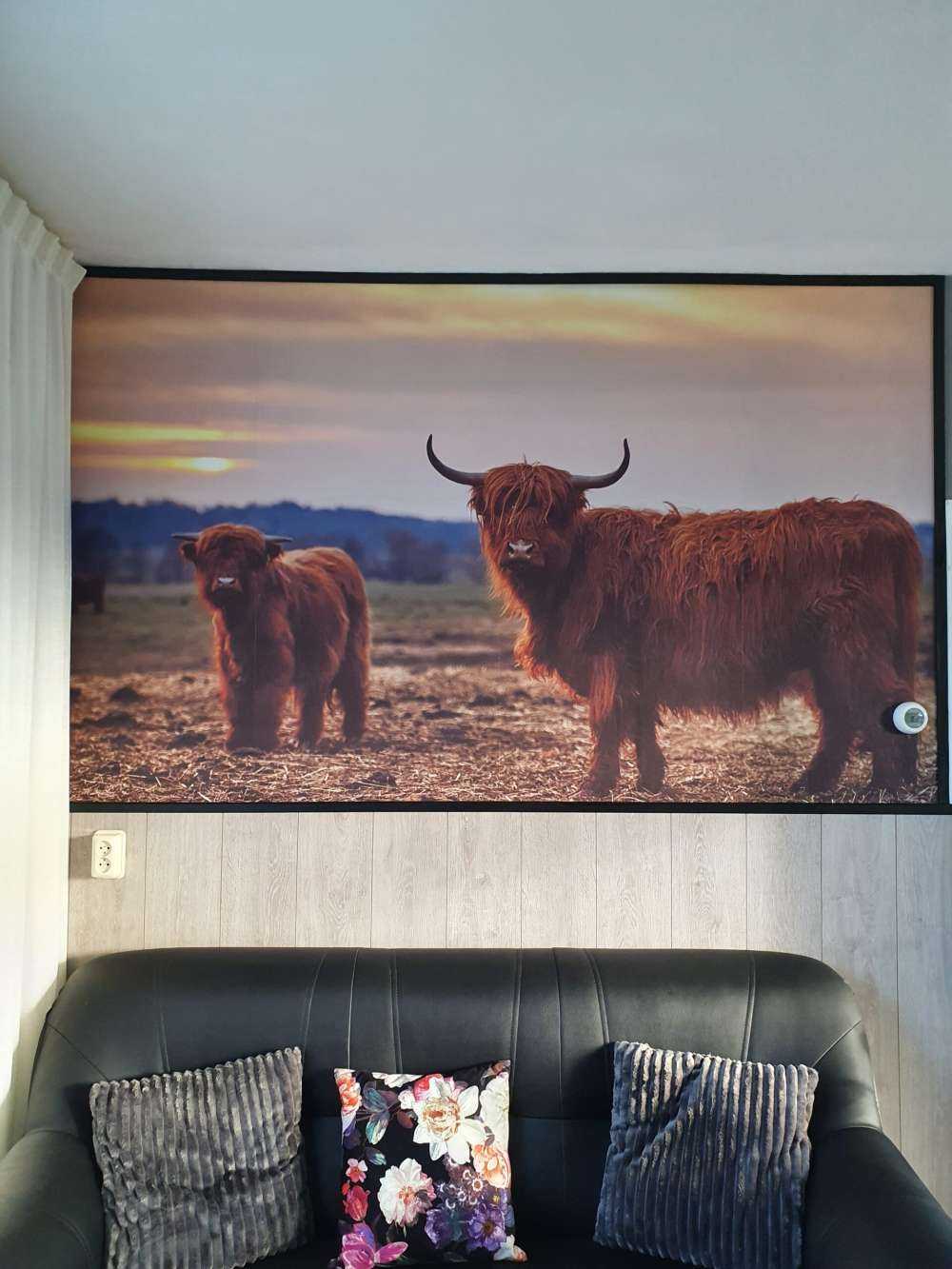 Scottish Highlanders in the meadow