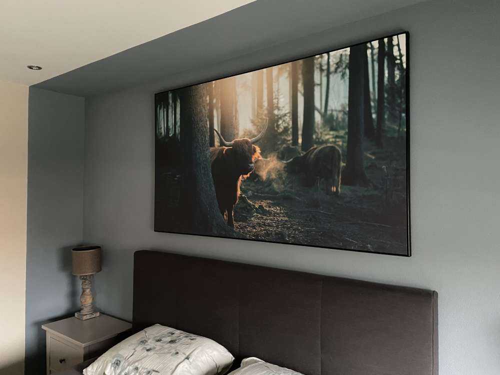 Scottish Highlander in morning light