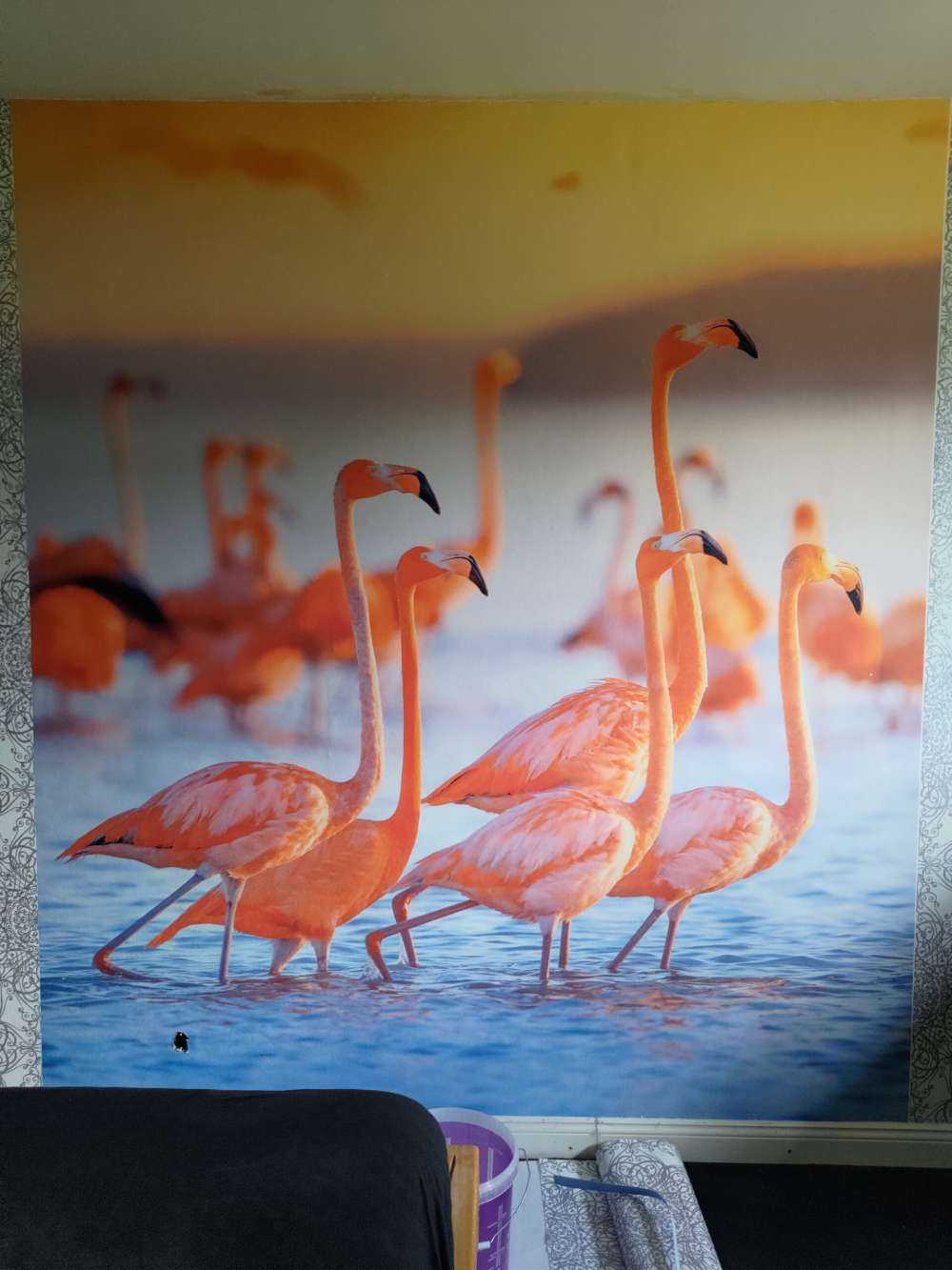 Staring flamingos