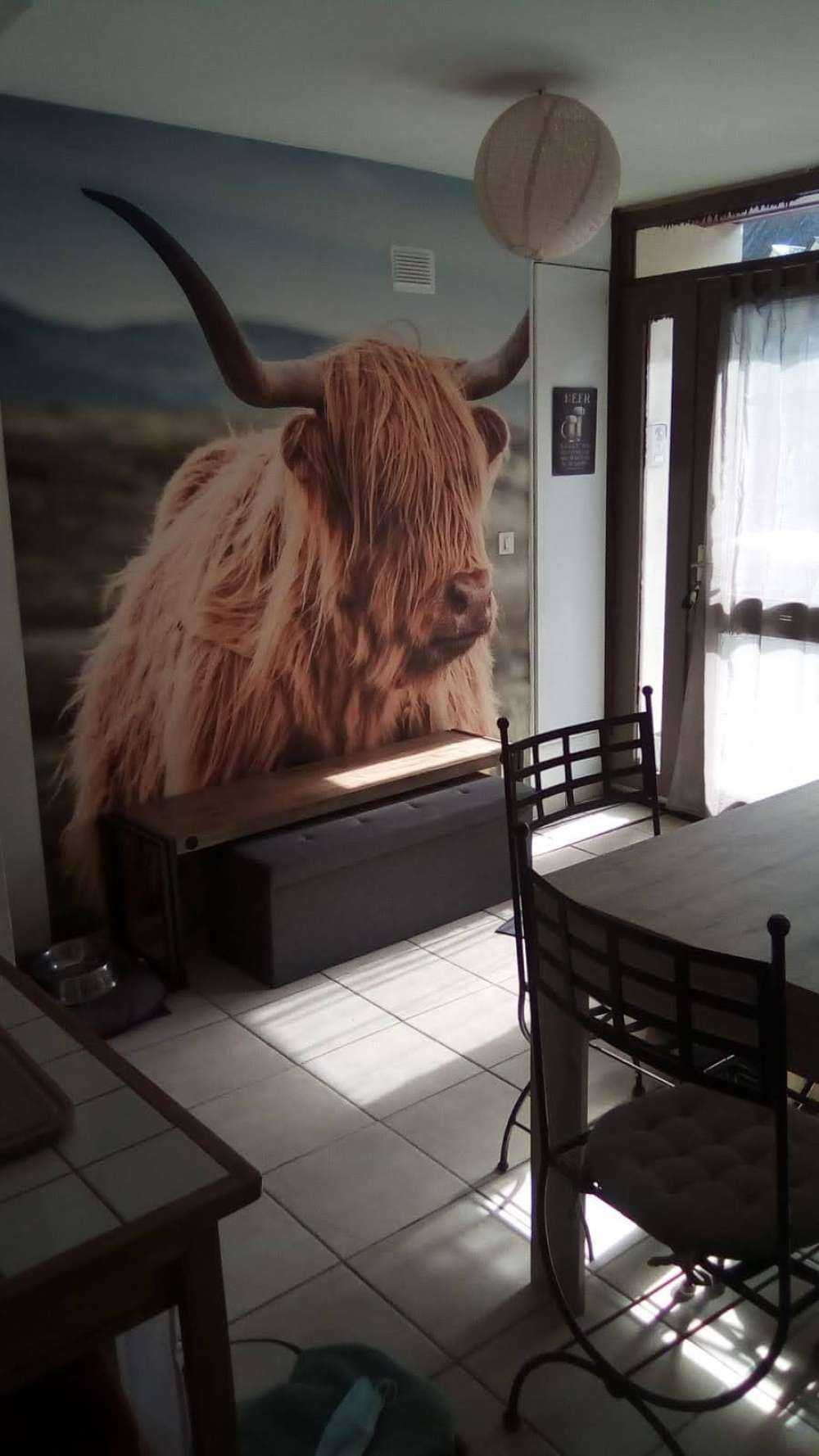 Scottish Highlander in the hills