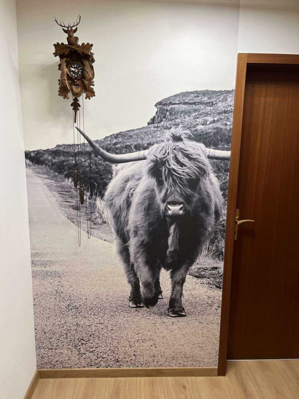 Scottish Highlander on a road