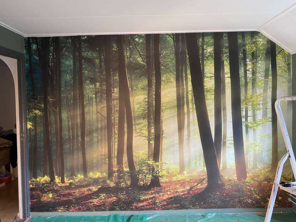 Morning sun among the trees