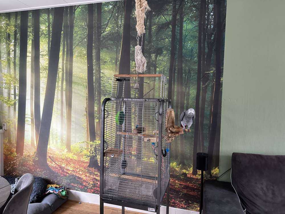 Morning sun among the trees