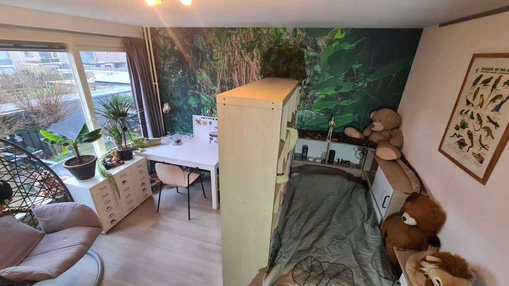 Branches in the rainforest