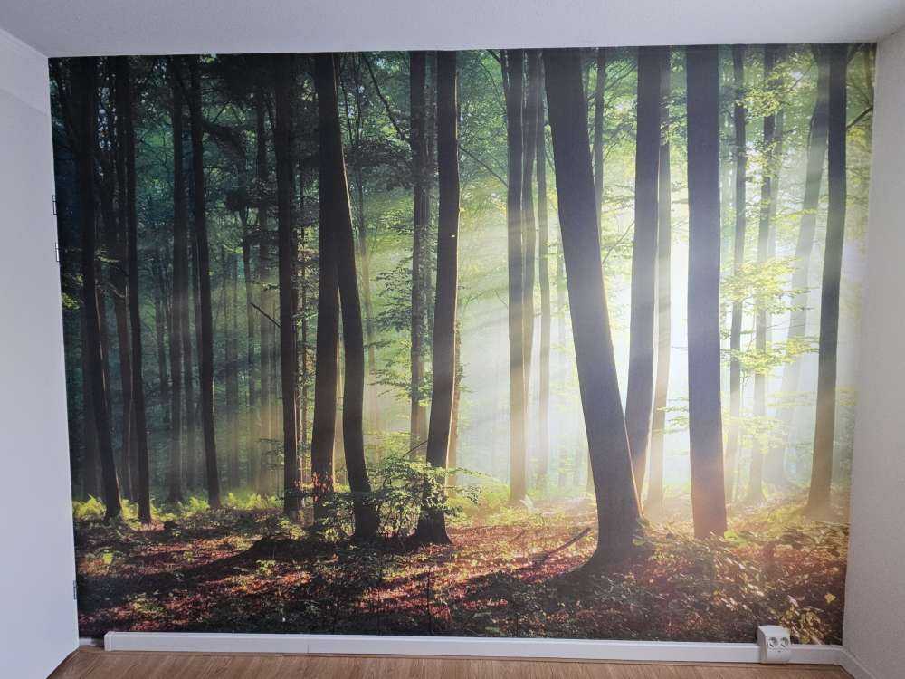 Morning sun among the trees