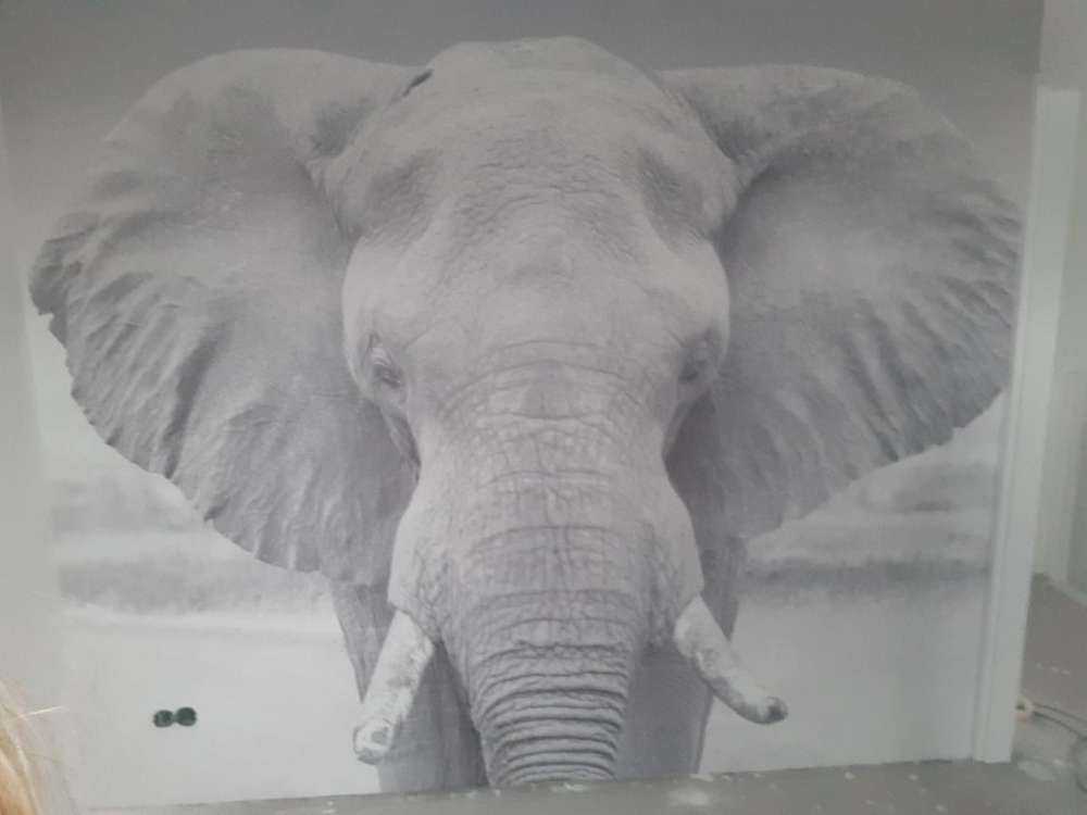 Elephant black and white