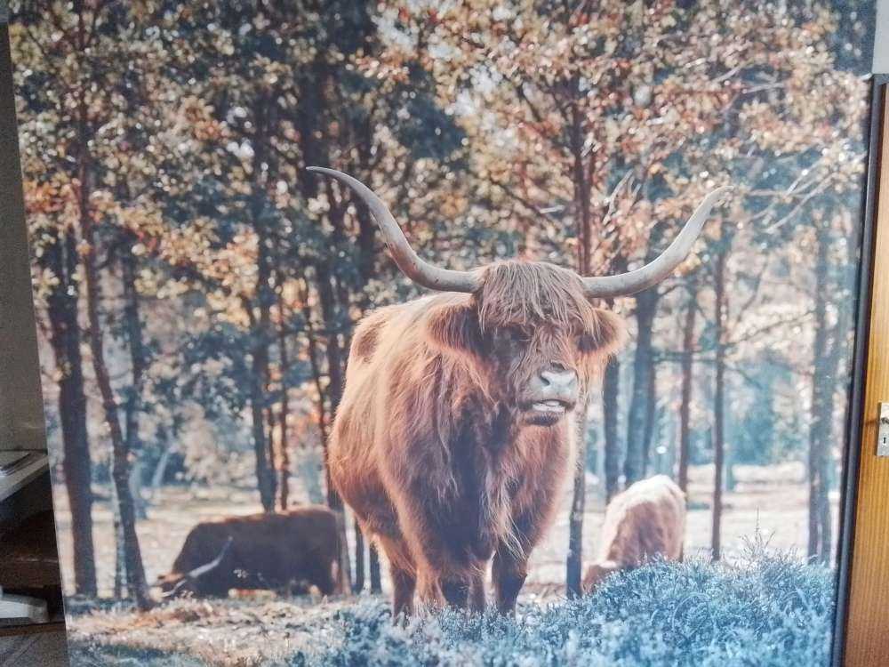 Scottish highlander at the edge of the forest