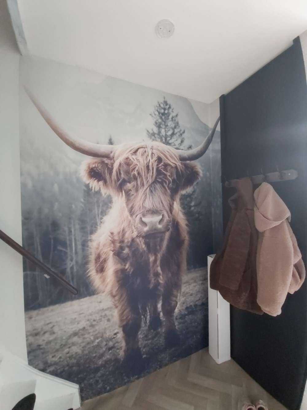 Scottish Highlander by the forest