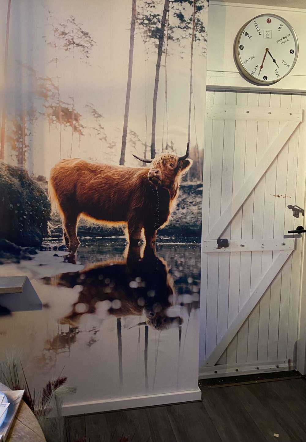 Scottish Highlander in the water