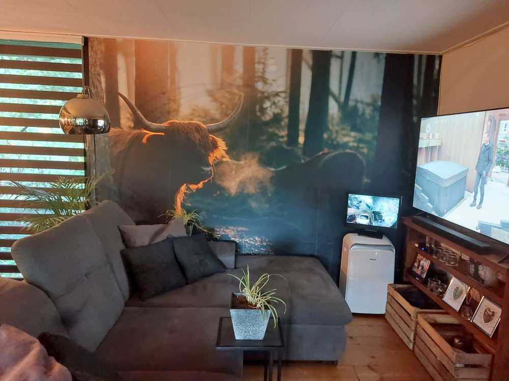 Scottish Highlander in morning light