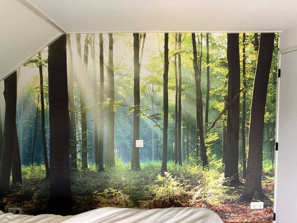 Morning in the forest