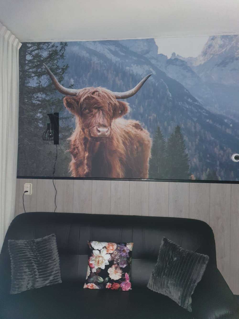 Scottish highlander among the trees