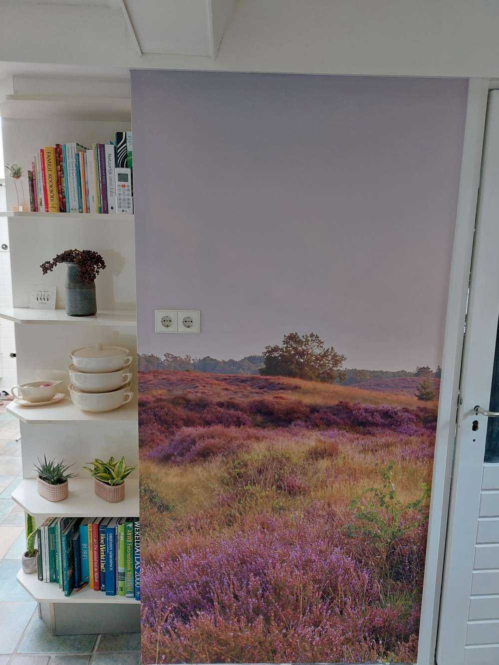 Heathland at sunrise