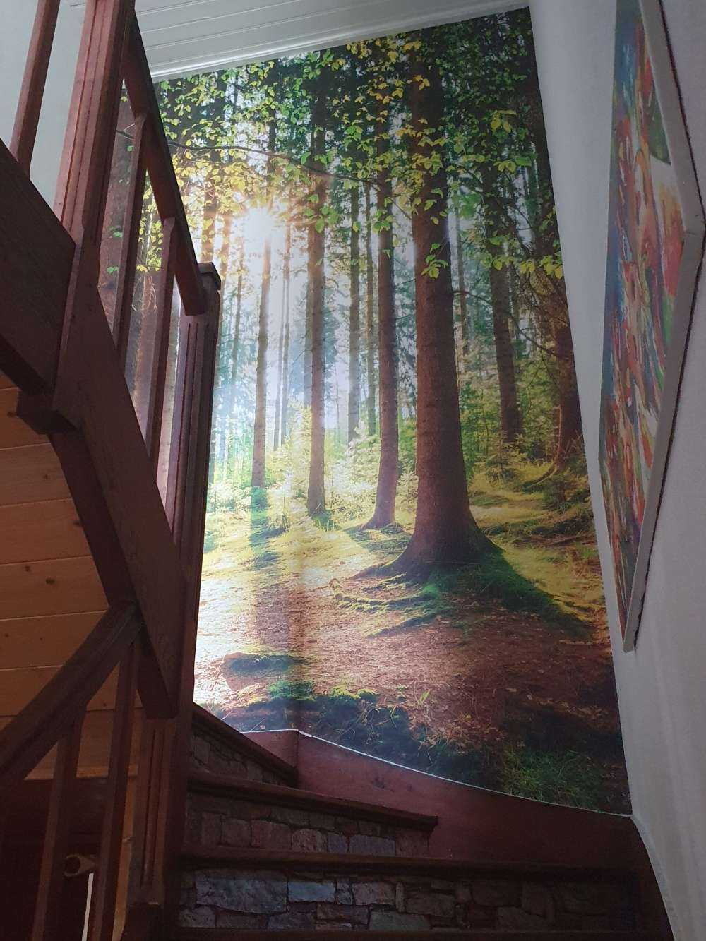 Sunrise in the forest