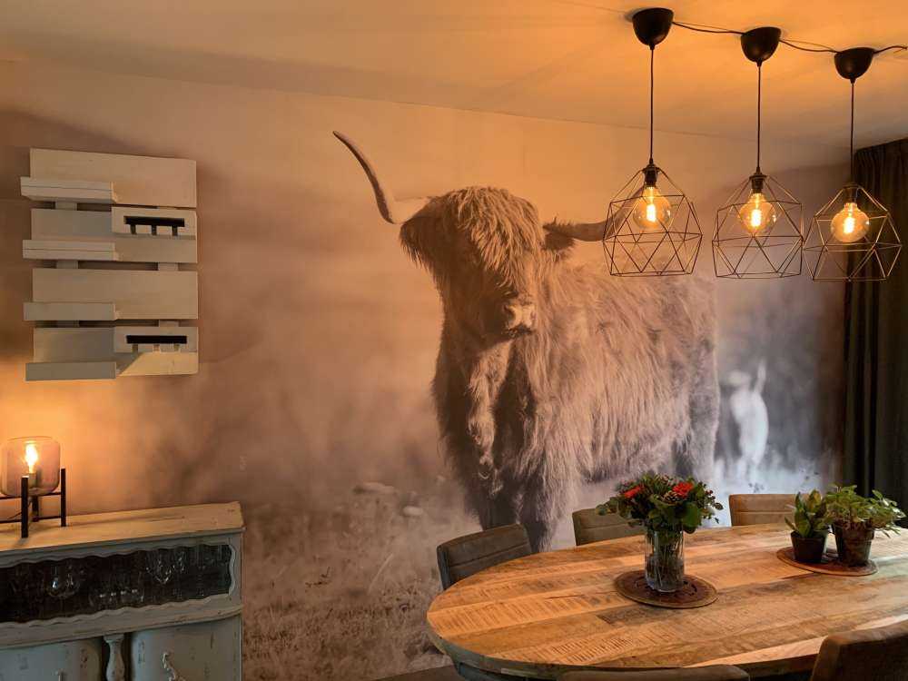 Scottish Highlander in the hills