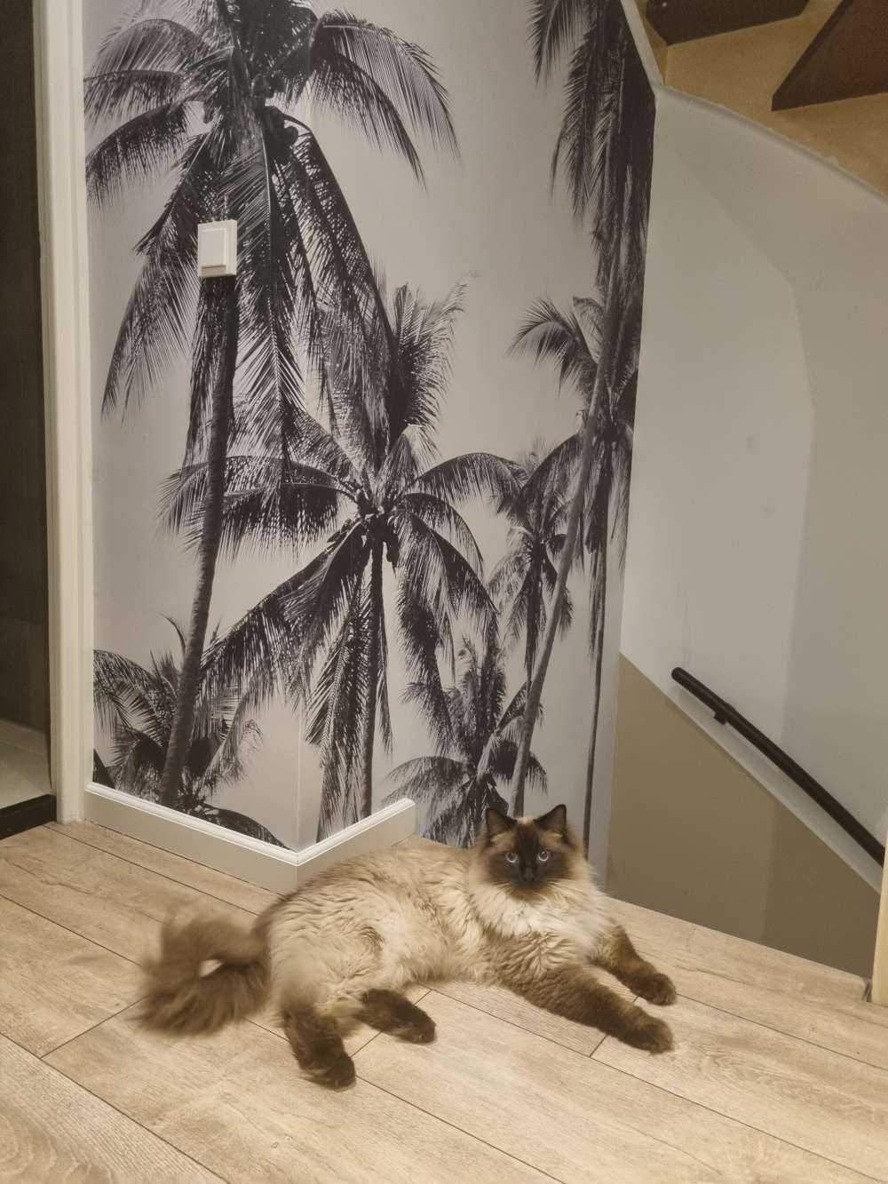 Palm trees in black and white