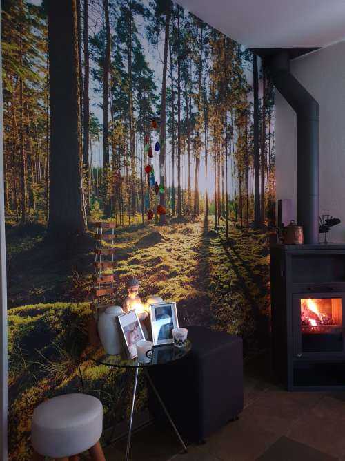 Pine forest