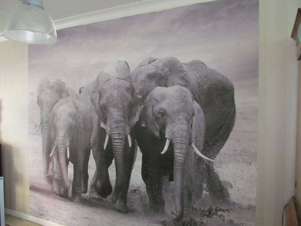 Herd of elephants