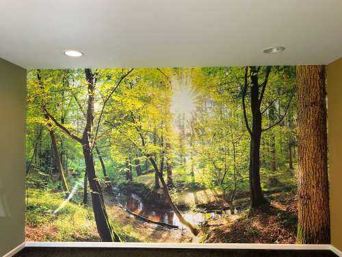 Forest with brook
