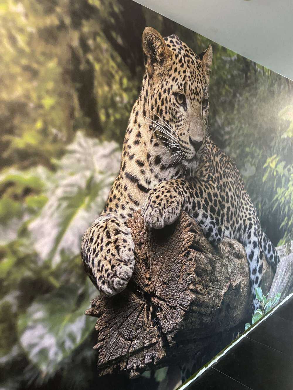 Leopard on tree