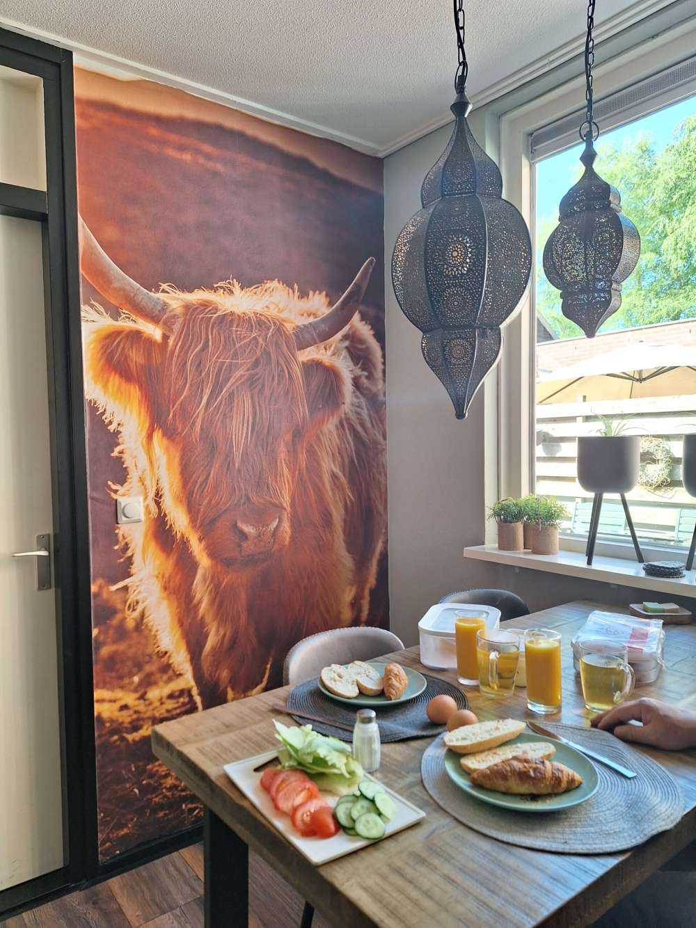 Scottish Highlander in the sun