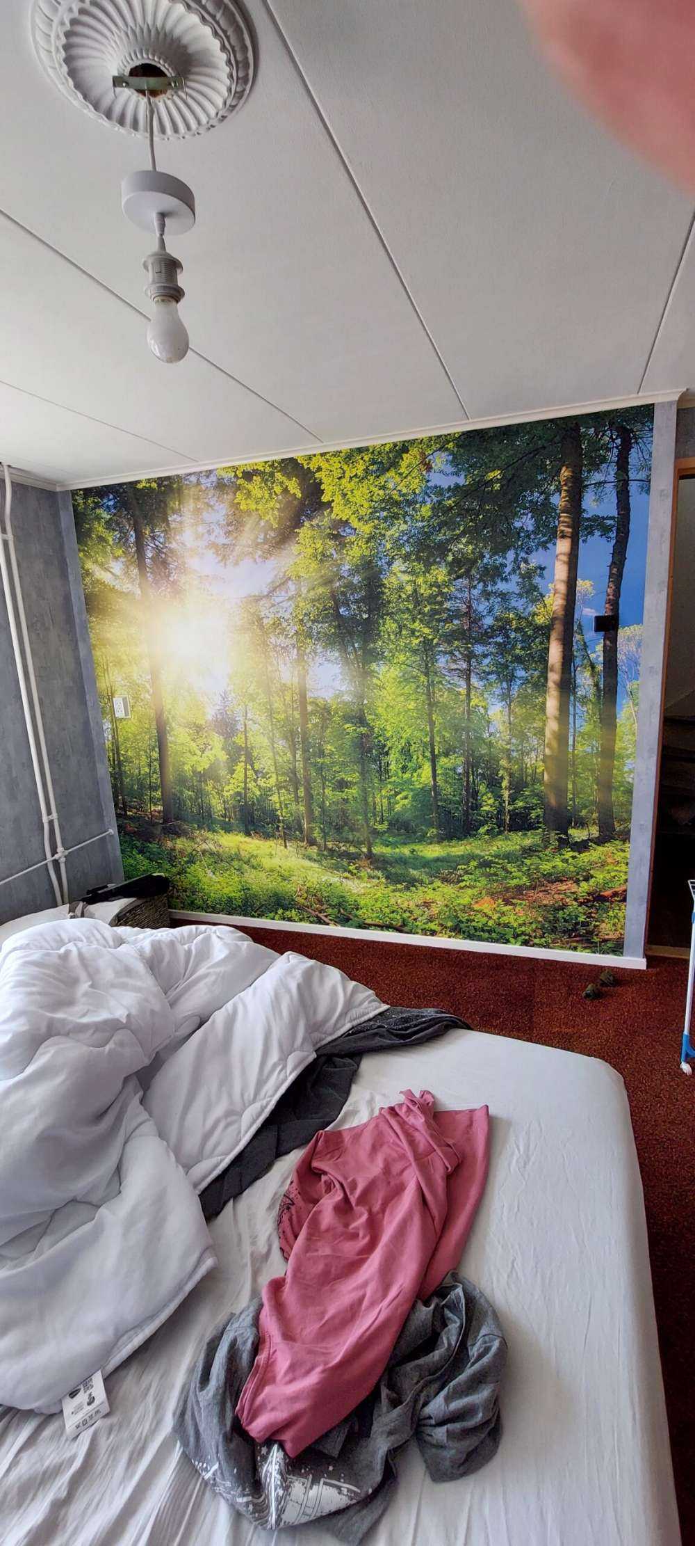 Forest with sunbeams