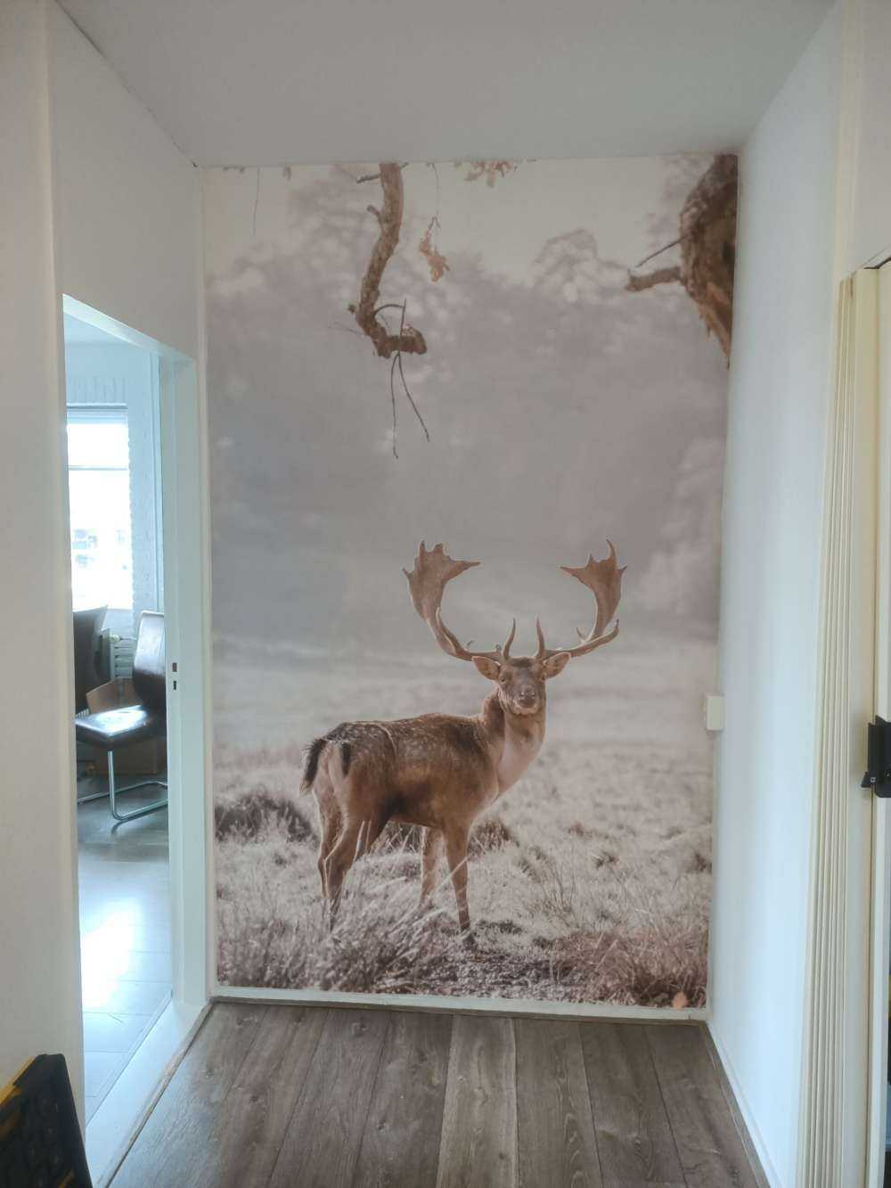 Deer in a field
