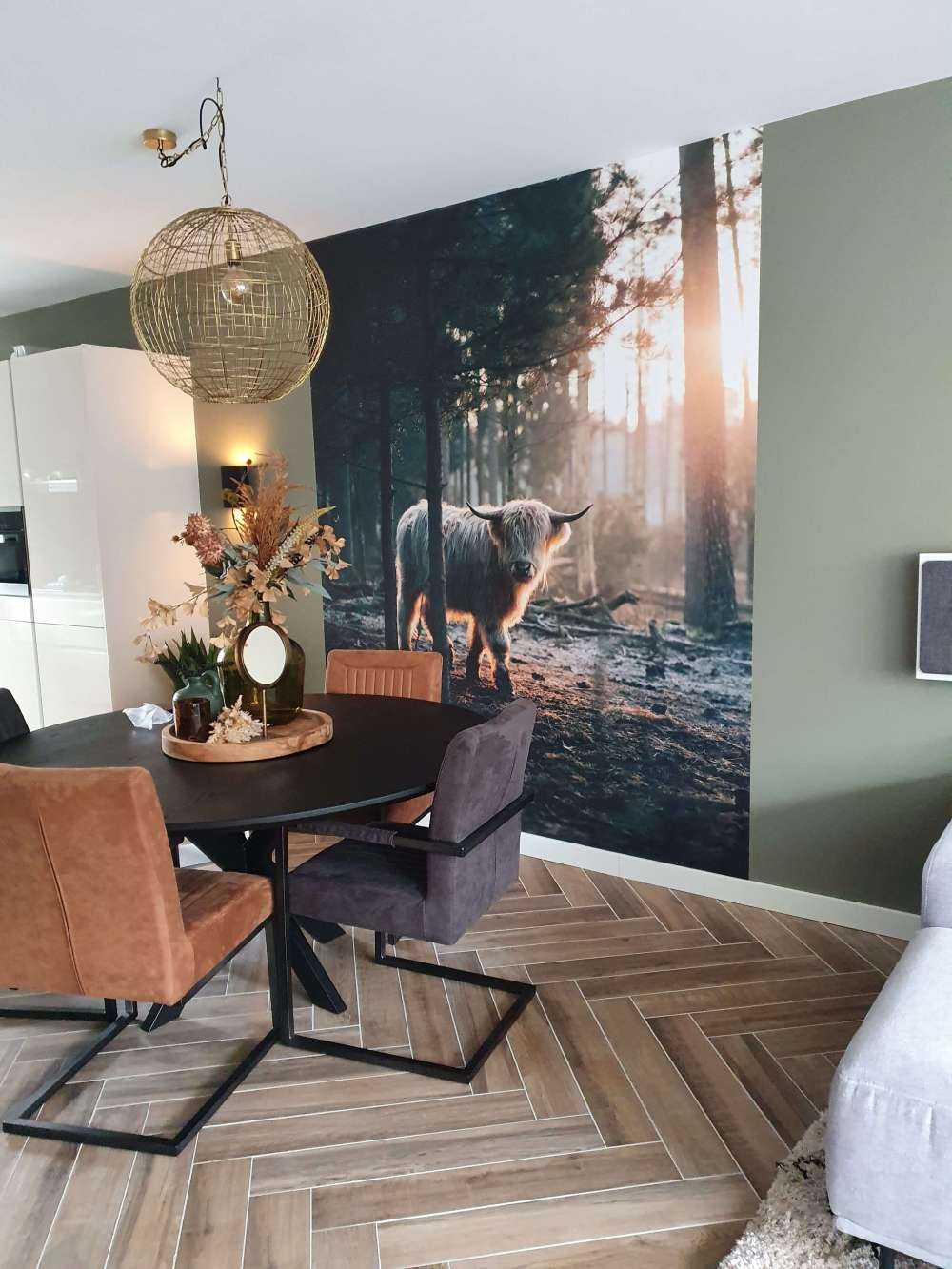 White Scottish Highlander