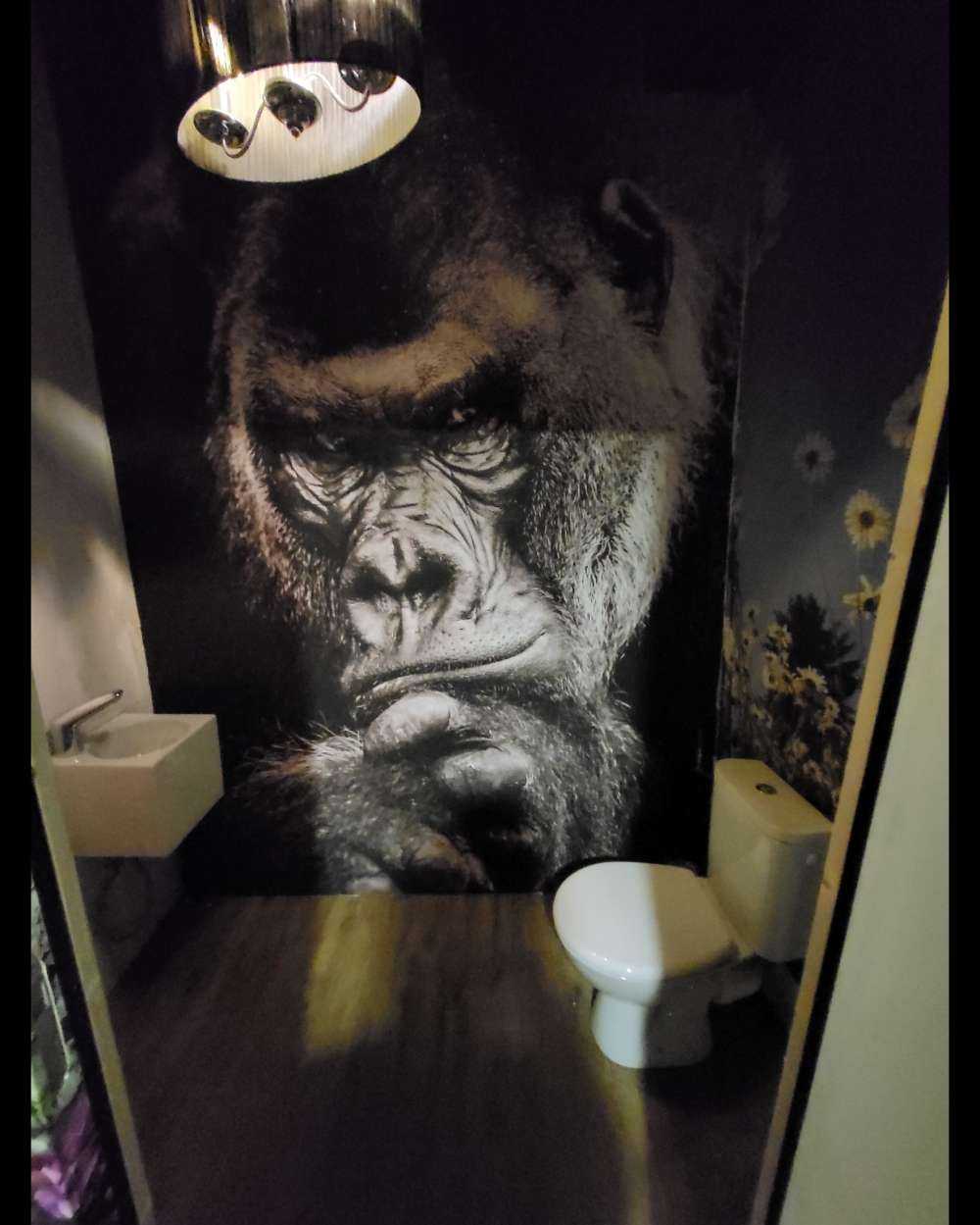 Close-up picture of a gorilla