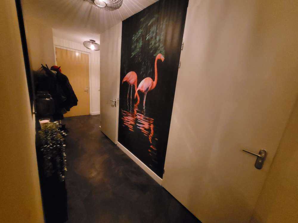 Two Caribbean flamingos