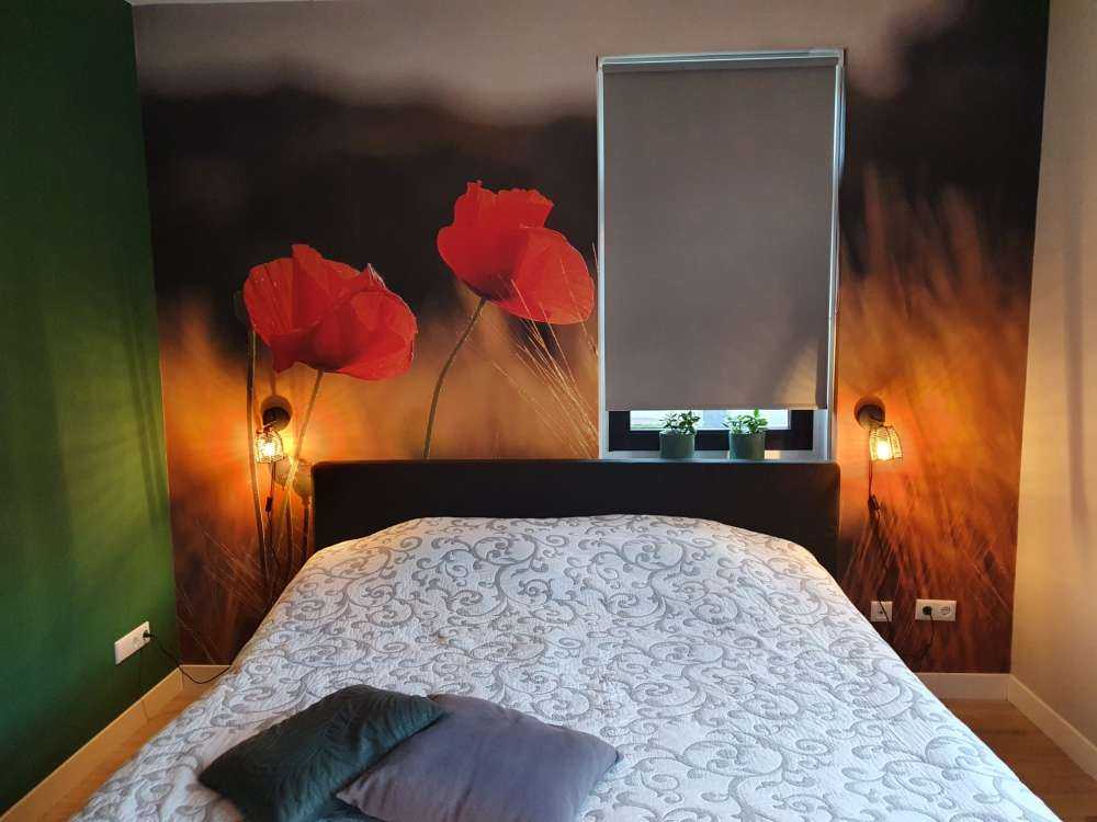 Poppies in a wheat field
