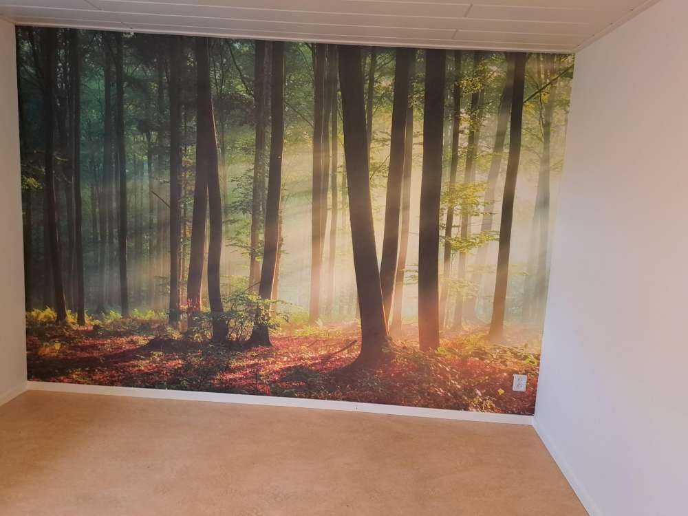 Morning sun among the trees