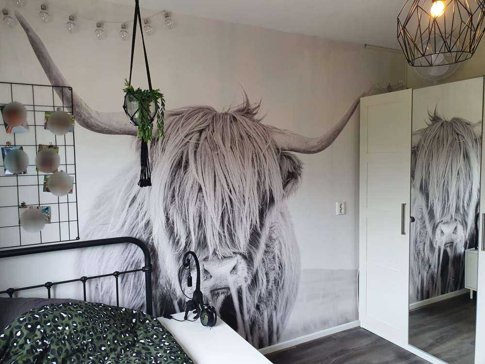 Close-up of a Scottish Highlander