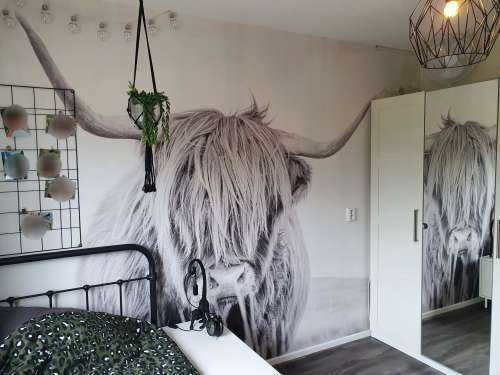 Close-up of a Scottish Highlander