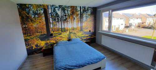 Pine forest