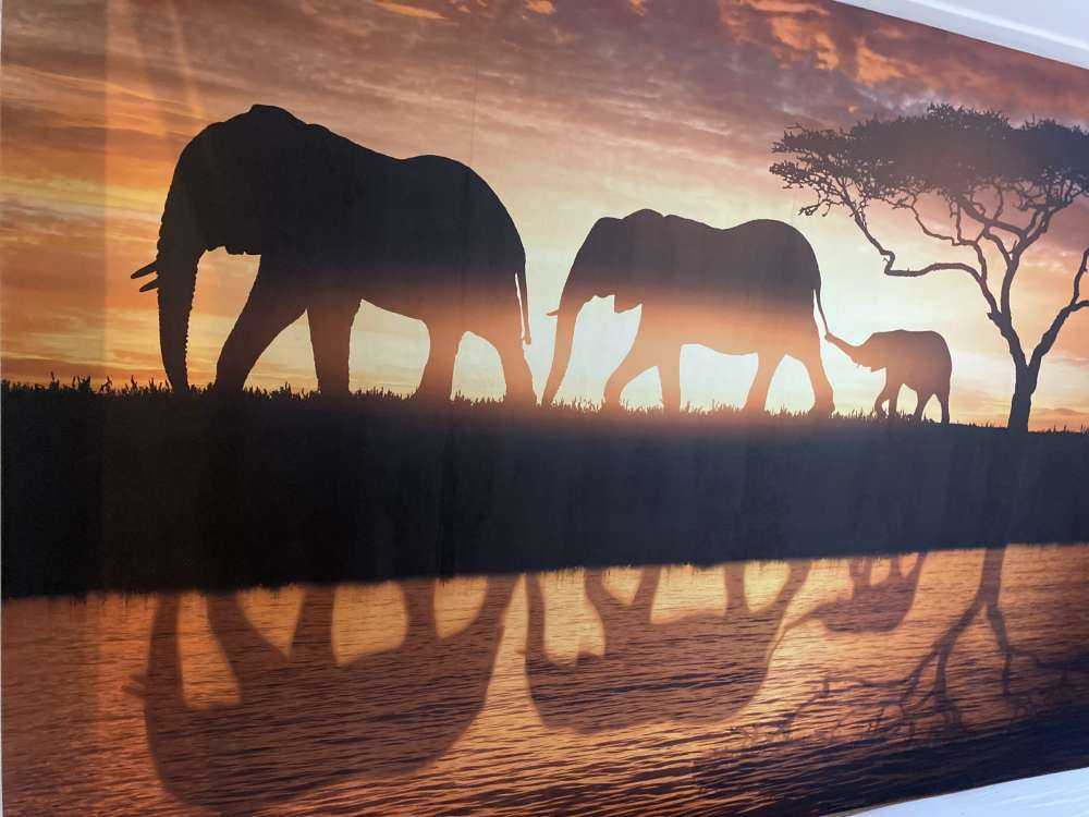 Elephants in savannah