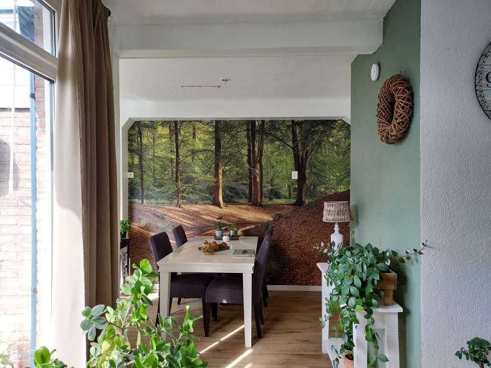 Brooklet in the forest 