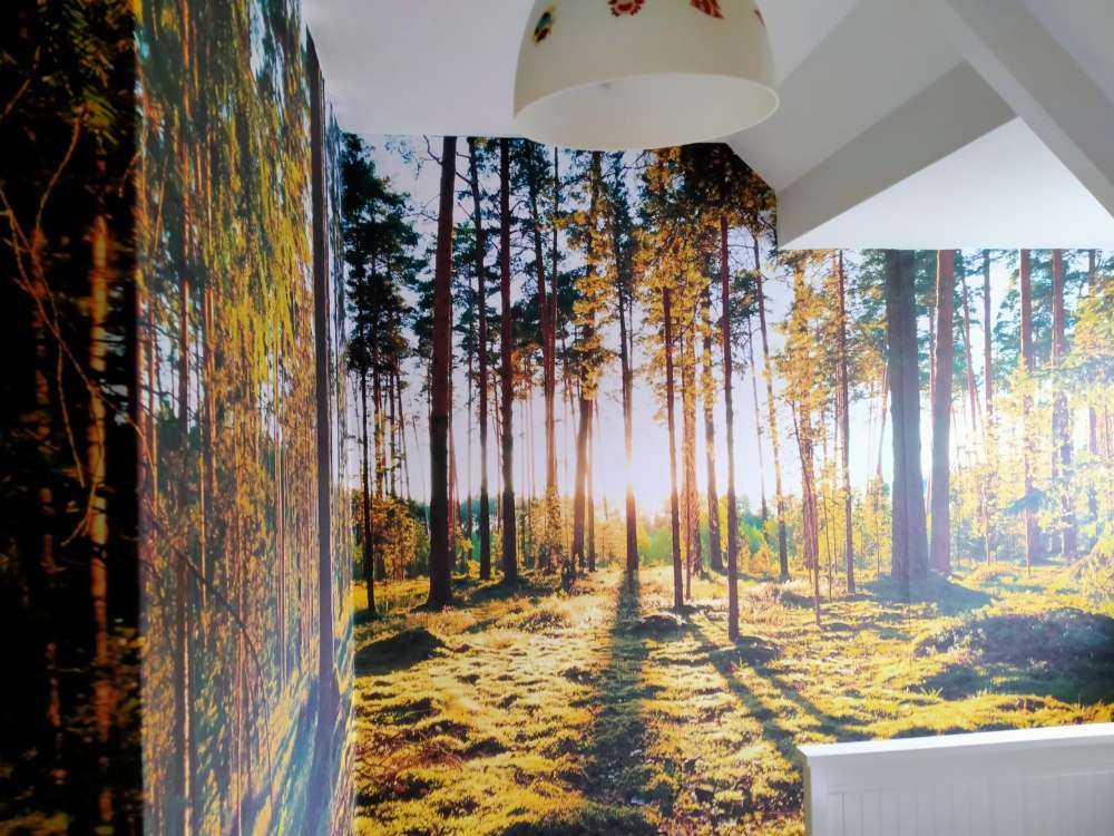 Pine forest