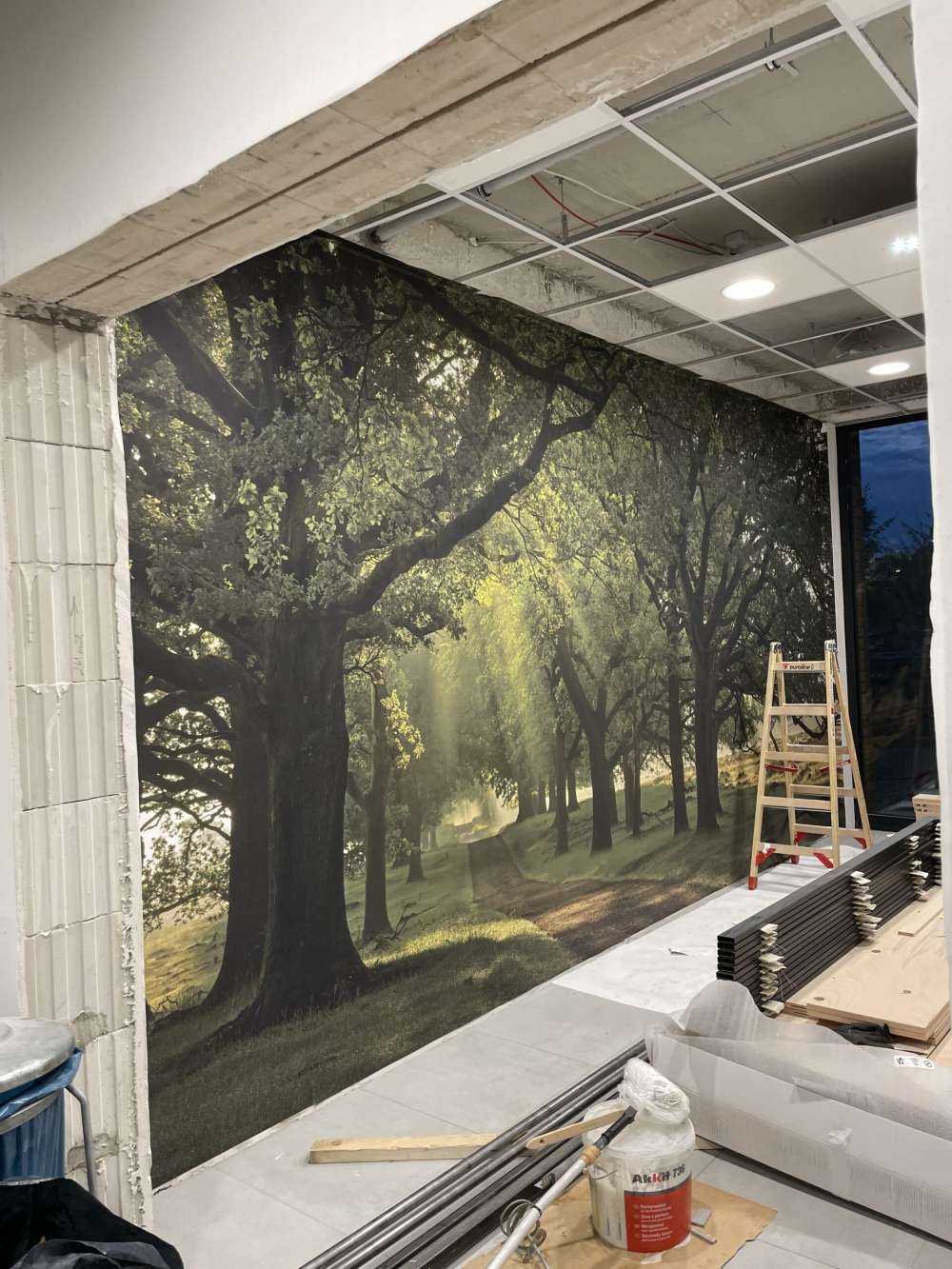 Path between oak trees