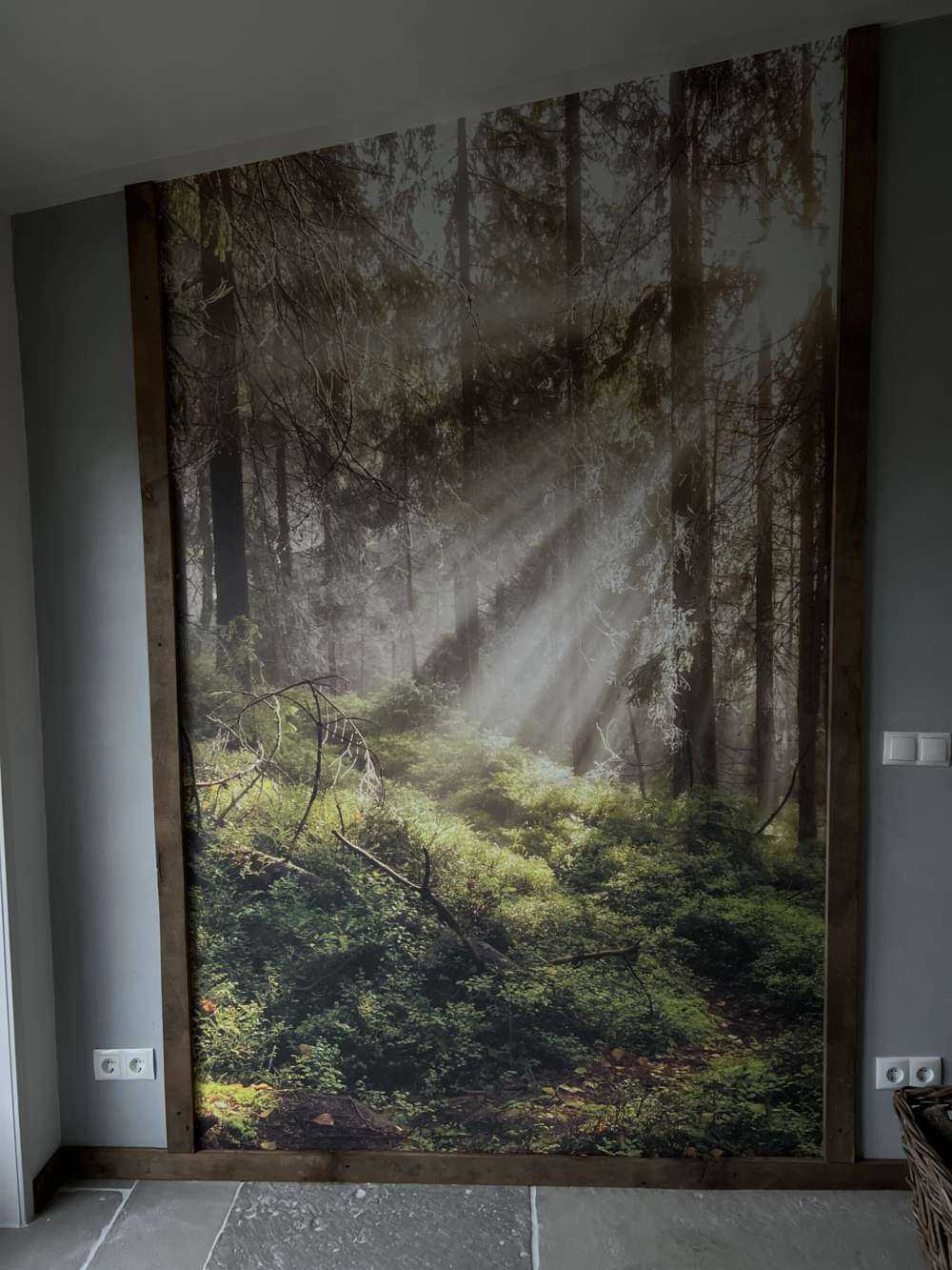 Autumn forest with sunshine