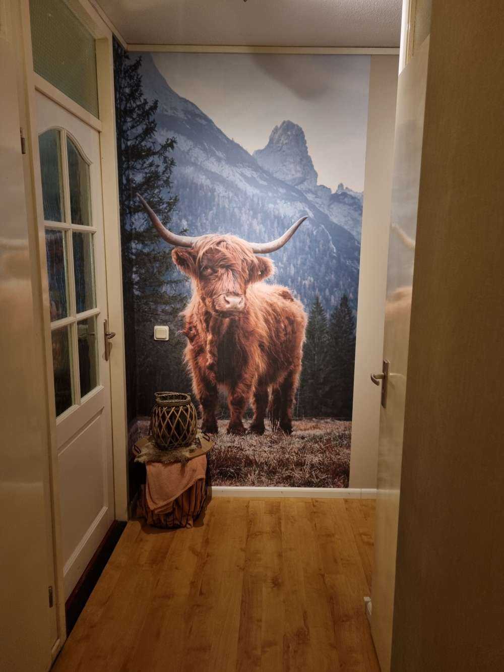 Scottish highlander among the trees