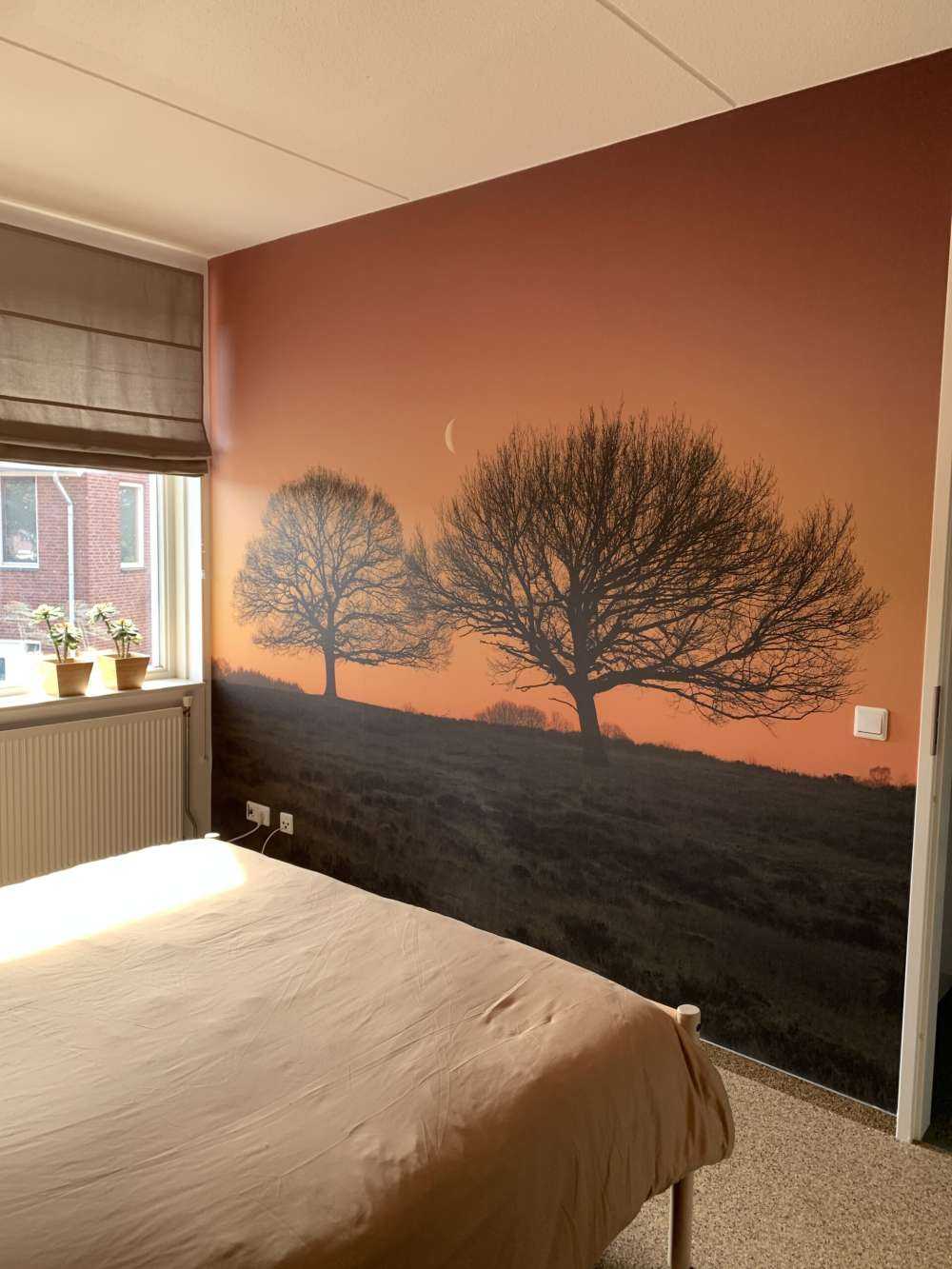 Moon between the trees