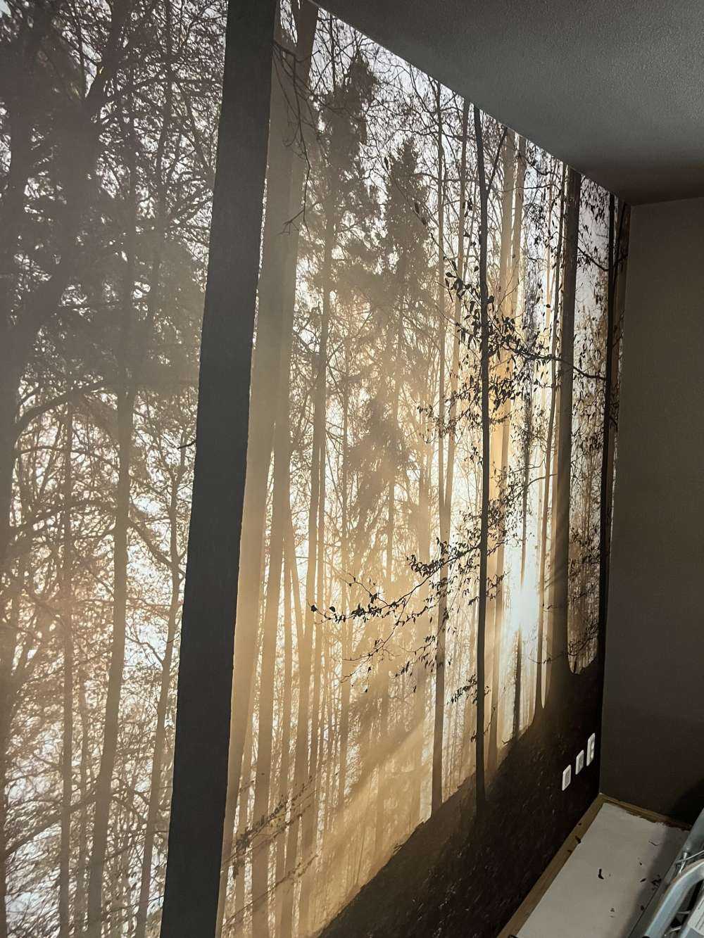 Sunshine in a misty forest